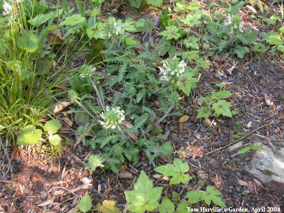 white lousewort