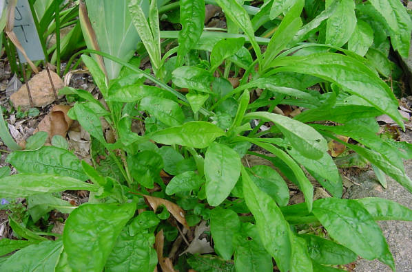 Beardtongue plant