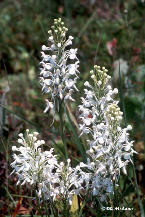 Large White Finged Orchid