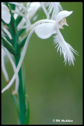 Large White Finged Orchid