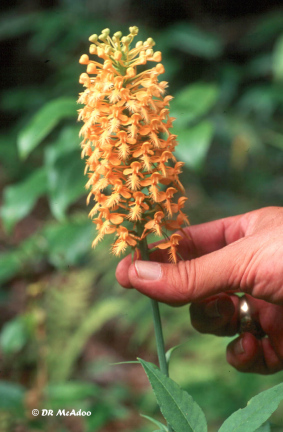 Yellow Finged Orchid