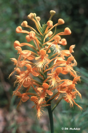 Yellow Finged Orchid