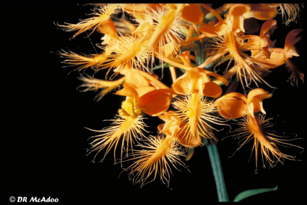 Yellow Finged Orchid