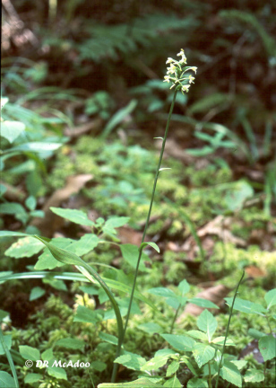 Small Green Woodland Orchid