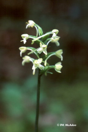 Small Green Woodland Orchid