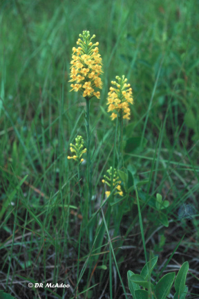 Yellow Crested Orchis