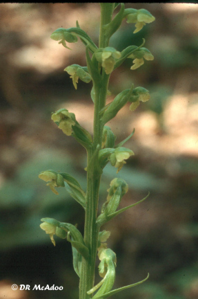 Southern Rein Orchid