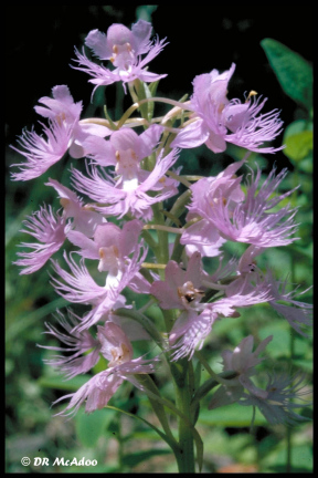 Large Purple Fringed Orchid