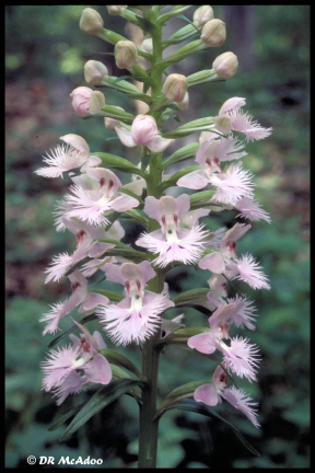 Large Purple Fringed Orchid