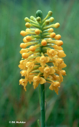 Yellow Fringeless Orchid