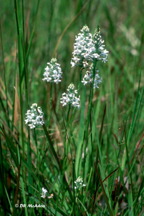 Snowy Orchid