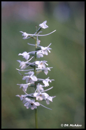 Snowy Orchid