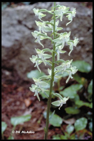 Large Round Leaved Orchid