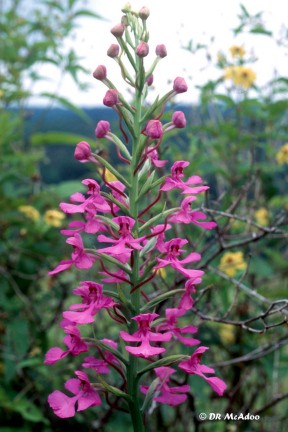 Purple Fringeless Orchid