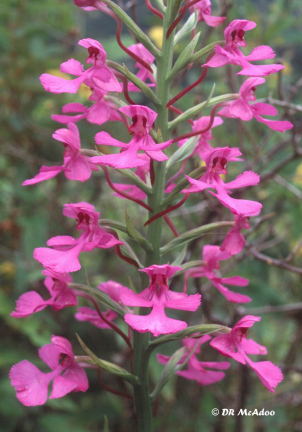 Purple Fringeless Orchid