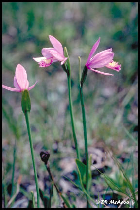 Rose Pogonia