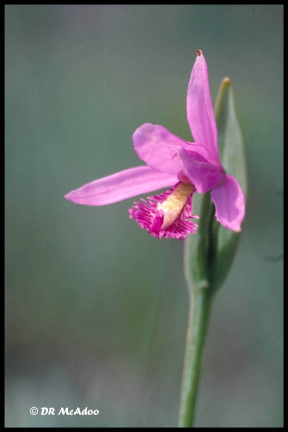 Rose Pogonia