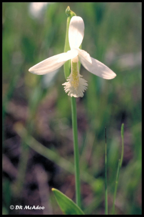 Rose Pogonia white form