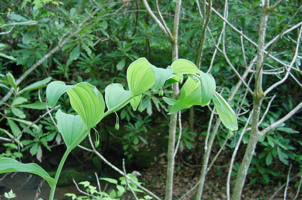 solomon's seal in bud