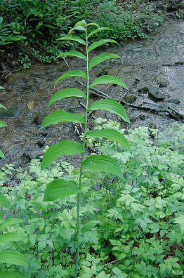 solomon's seal from above