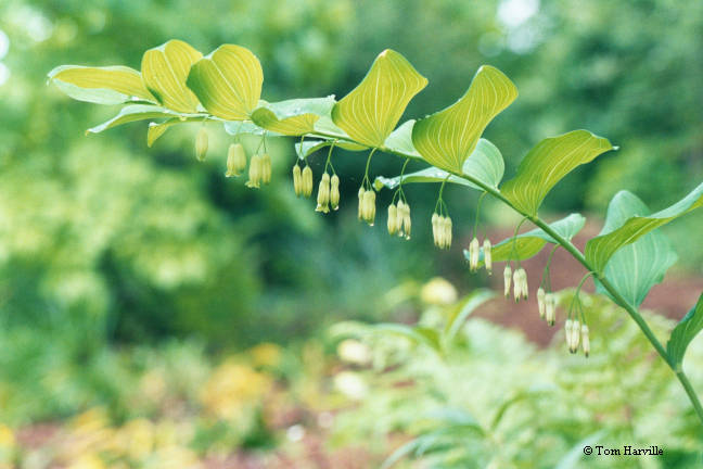 solomon's seal