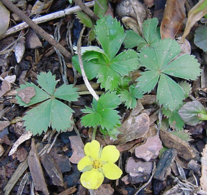 Dwarf Cinquefoil