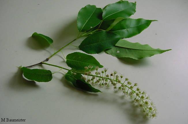 stem with flower cluster