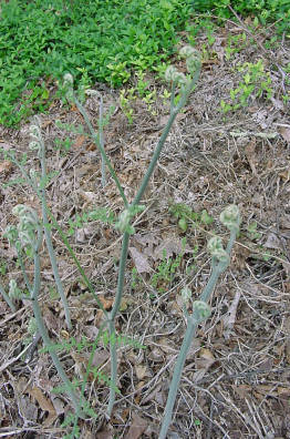 Bracken fiddleheads