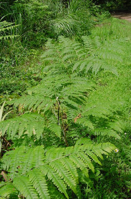 Bracken fronds