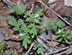 Buttercup phacelia or Eastern buttercup phacelia