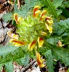 Lousewort