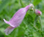 Beardtongue flower