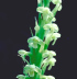 Northern Green Orchid