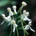 White Fringeless Orchid