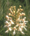 Platanthera x bicolor