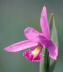 Rose Pogonia