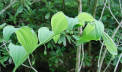 Solomon Seal