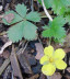 Dwarf Cinquefoil