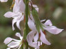 Prenanthes sp. bloom