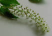 Chokecherry bloom