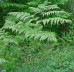 Bracken fern