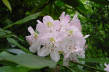 Great rhododendron