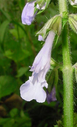 blossom closeup