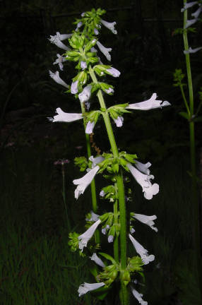 flower stalk