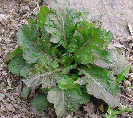 basal rosette