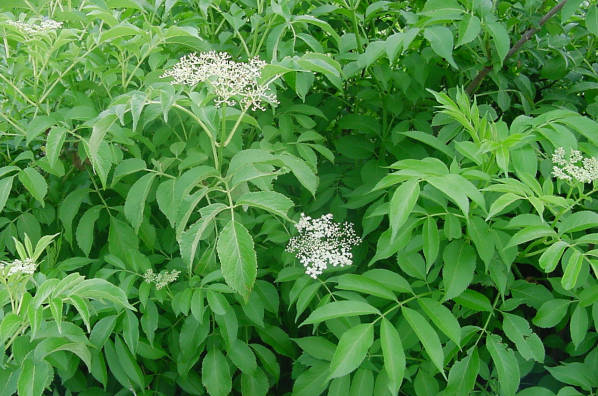 Elderberry shrubs