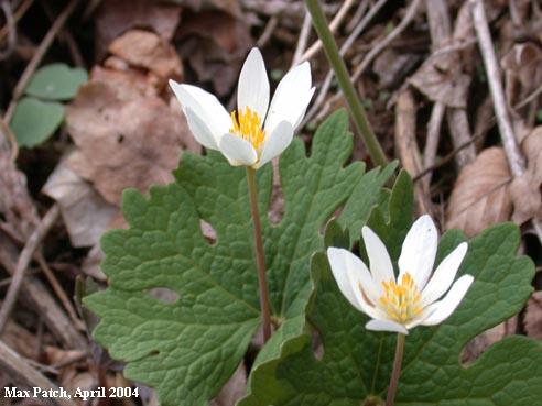 Bloodroot