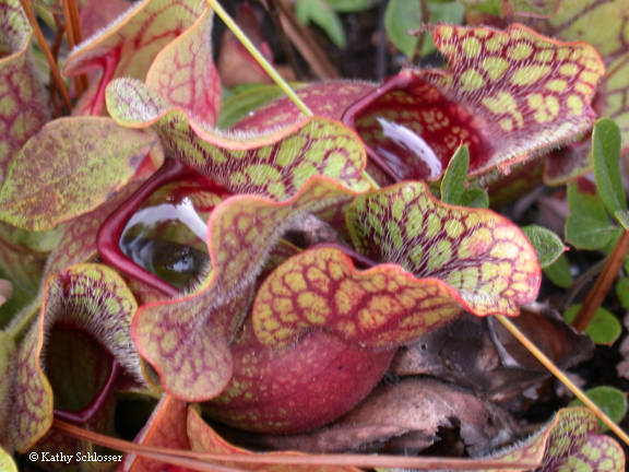 Pitcher plant