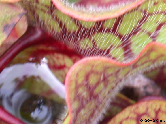 Pitcher plant