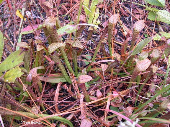 Pitcher plant